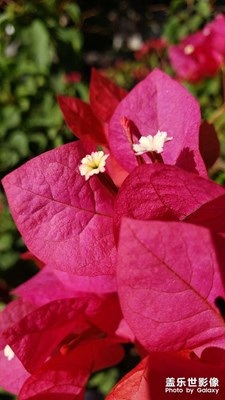 【場(chǎng)景小拍】再拍三角梅