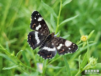 【場(chǎng)景小拍】+?蝴蝶