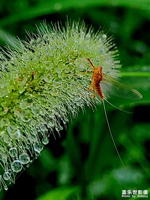 【場(chǎng)景小拍】+雨后的狗尾草