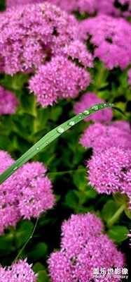靜態(tài)管控下，也只有拍拍院子里的花花草草了