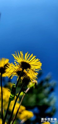 晴好的藍天，金燦燦的花朵