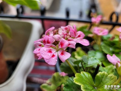 【美在身邊】+?美麗風(fēng)景