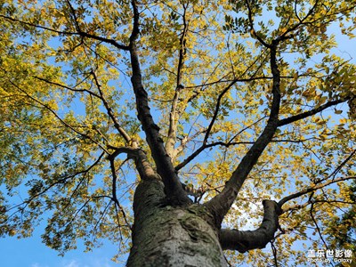 【美在身邊】+ 初秋遠(yuǎn)香湖