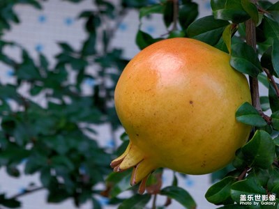 【美在身邊】石榴熟了