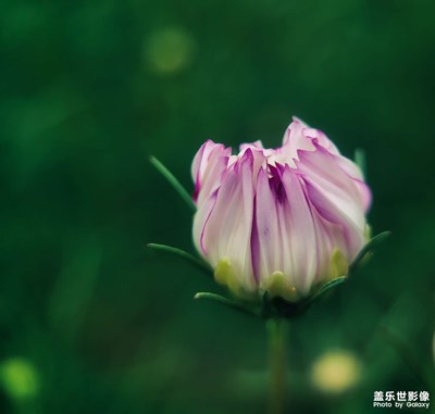 【美在身邊】+花