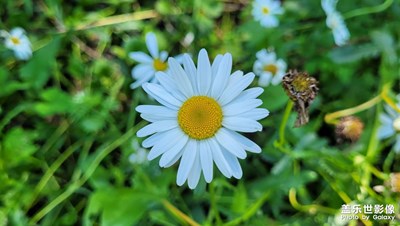 【美在身邊】+?小花