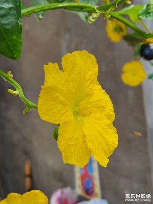 【美在身邊】秋天的老家