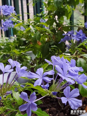 陽(yáng)臺(tái)種了很多種類(lèi)的花，最后只剩下這一樣了