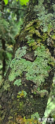 蓋樂(lè)世對(duì)大自然的綠植特寫(xiě)！