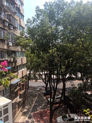 老家家里外面的樹長這么高了