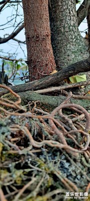 靜默宅在家里，隨手隨拍！