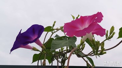 【美在身邊】+喇叭花