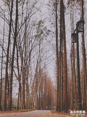 靜謐的紅杉林…