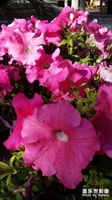 【秋日麗影】+矮牽牛