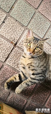 的確S系列拍攝才是旗艦應有的范兒！