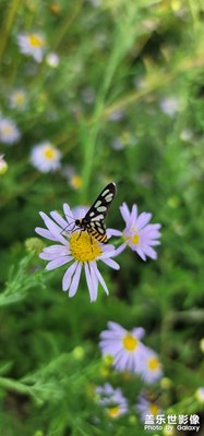 親近自然之（花大姐采花）
