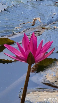 秋日水中睡蓮花