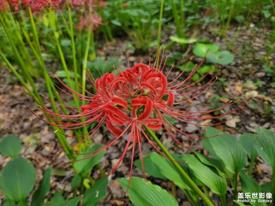 【你眼里的風(fēng)景】+彼岸花