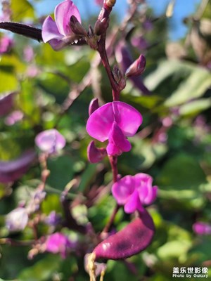 路上隨拍扁豆花。