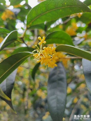 【你眼里的風(fēng)景】+ 秋天金桂飄香