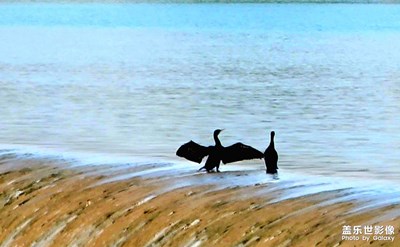 【我的小長(zhǎng)假】＋水鳥(niǎo)