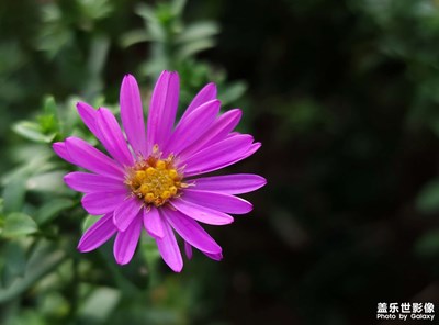 【我的小長假】花兒獻祖國