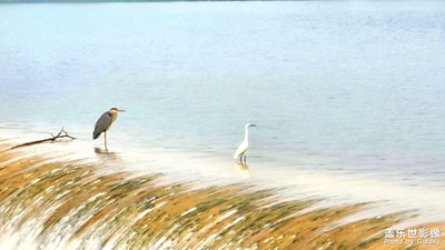 【我的小長(zhǎng)假】+ 飛鳥集