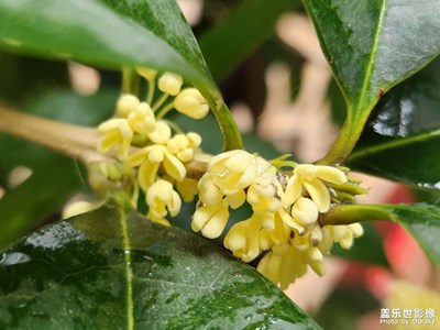 【假日隨拍】+雨中庭院里的小花