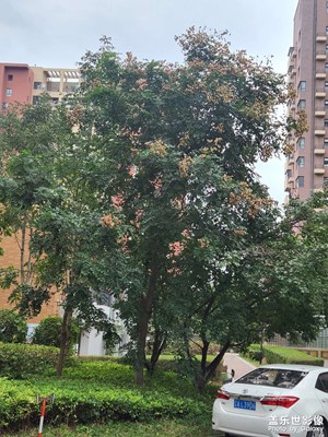 【我的小長假】小區(qū)隨拍