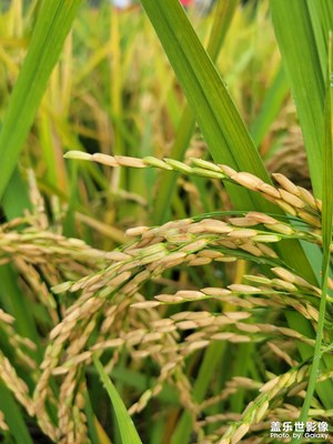 【我的小長(zhǎng)假】絕美的稻田
