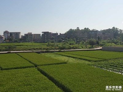 【假日隨拍】+ 稻田