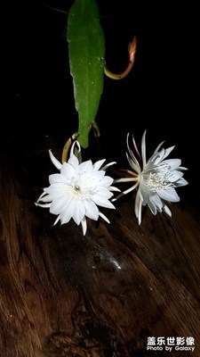 曇花一現(xiàn)