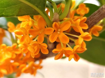 【假日隨拍】金桂飄香