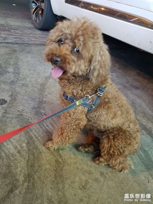 【假日隨拍】 遛狗