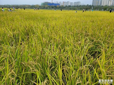 稻花香里說豐年