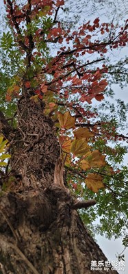 雙柳村百年古樹(shù)