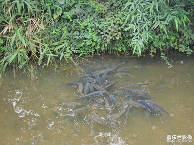 哇，好多魚(yú)啊，有網(wǎng)就好了