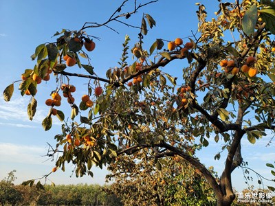 秦嶺腳下的柿子園