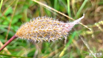 【秋意正濃】+ 金秋十月