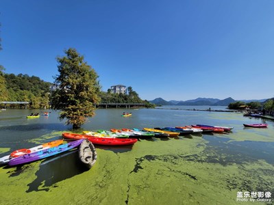 水杉林中劃小船