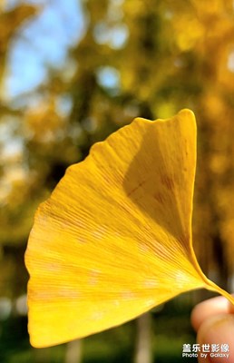 【深秋印象】+?又見銀杏黃