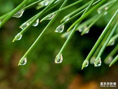 【好風(fēng)光】+ 露珠