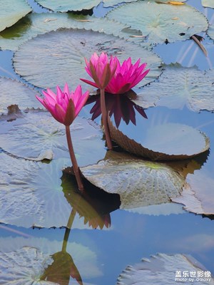 s22u變焦畫質(zhì)太頂了