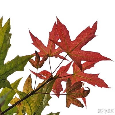 【好風(fēng)光】+?秋天來啦