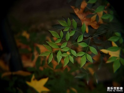 [好風(fēng)光] + 秋