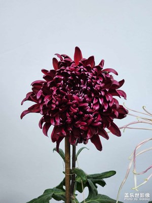 成都人民公園菊花展