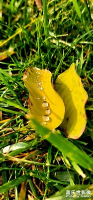 譬如朝露，去日苦多