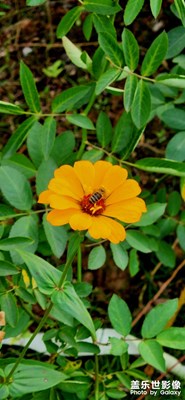 隨手一拍，花都是畫(huà)！