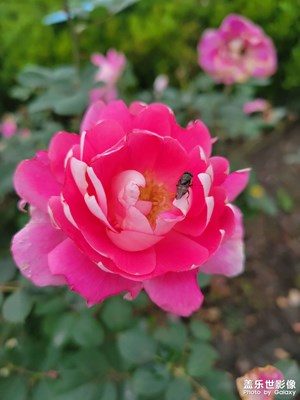 【多彩生活】姹紫嫣紅