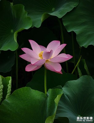 【多彩生活】難忘荷韻